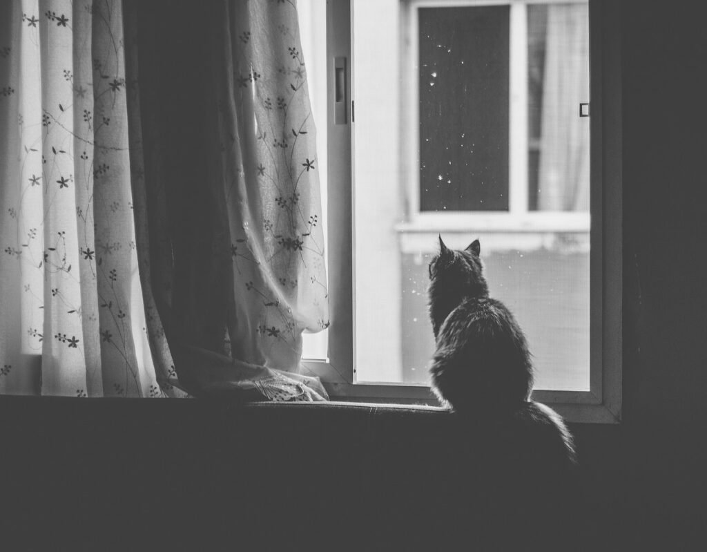 curtains