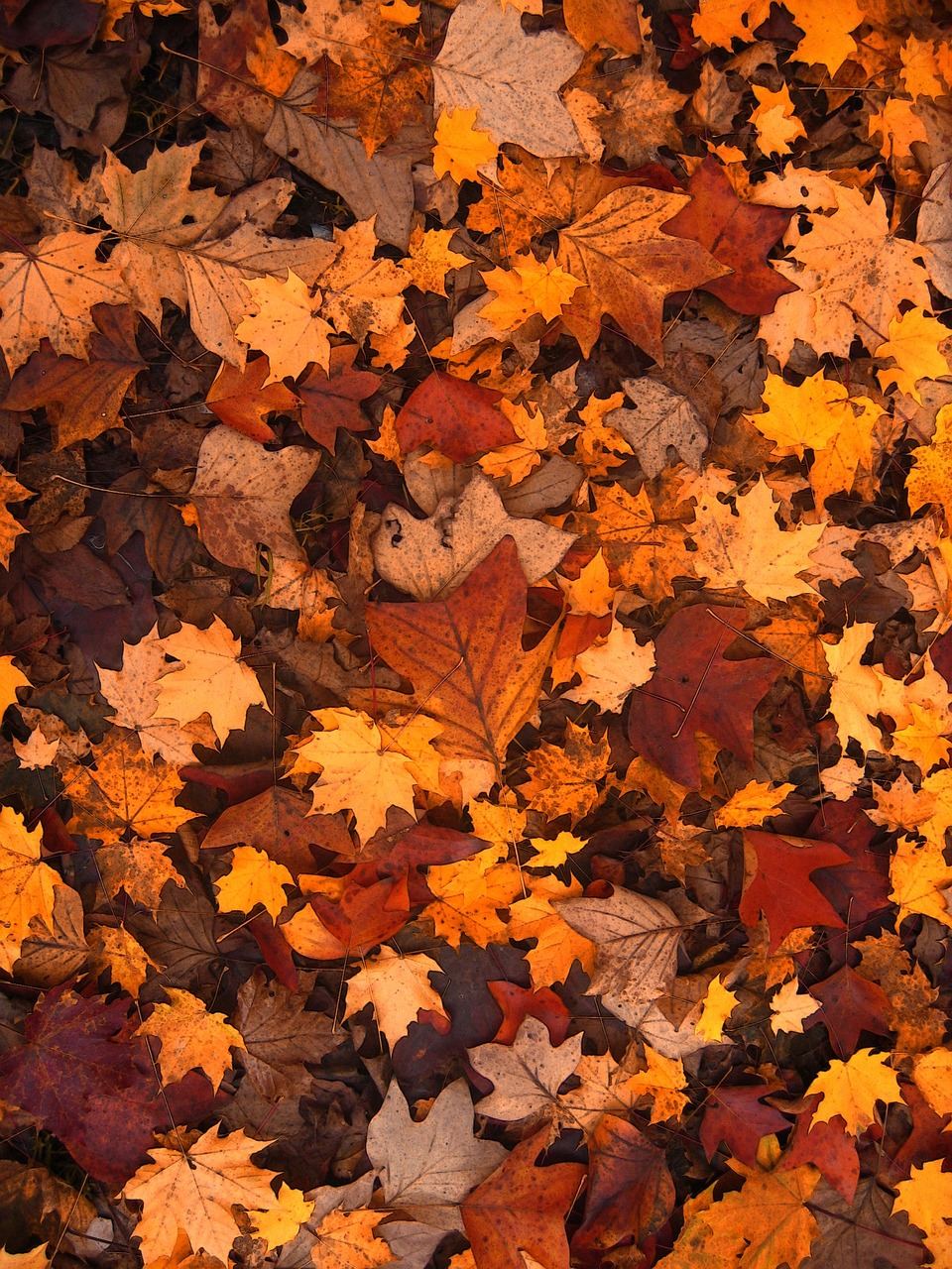 autumn